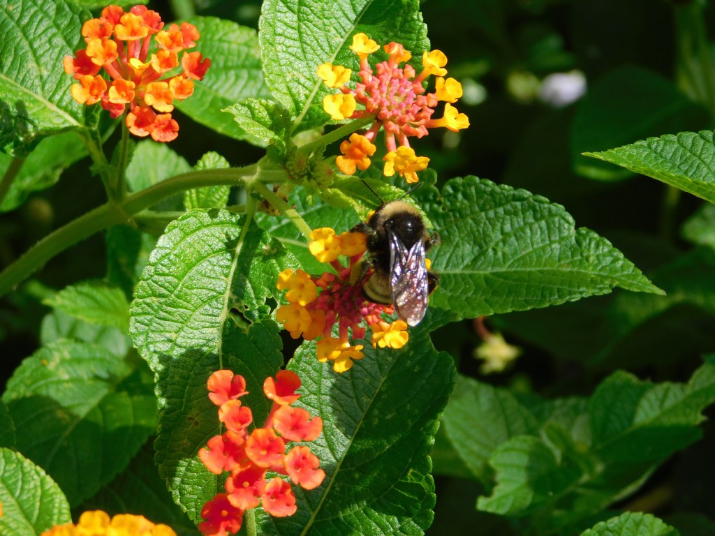 The Busy Life of Bees in Summer