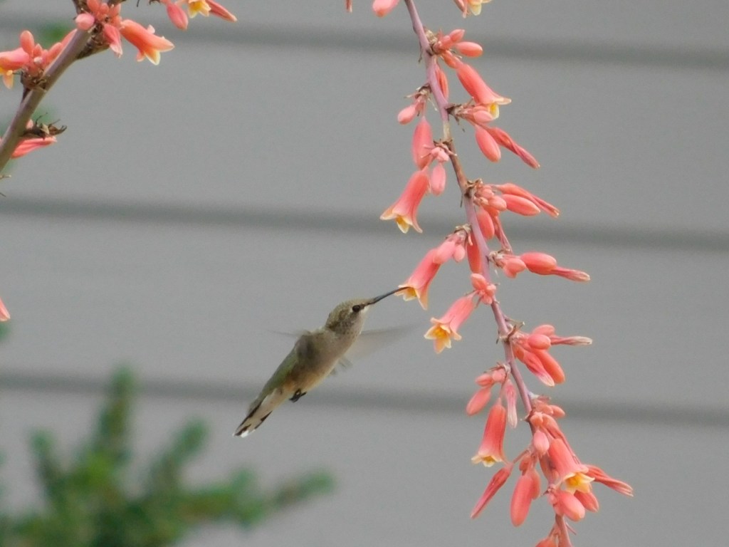 Hummingbirds