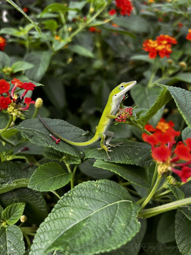 Lizard chasing insect in Lantana