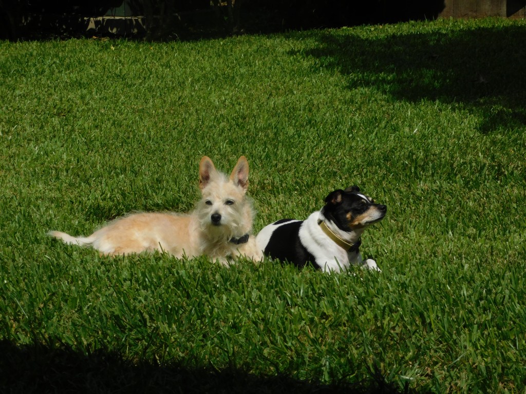 Dogs in yard