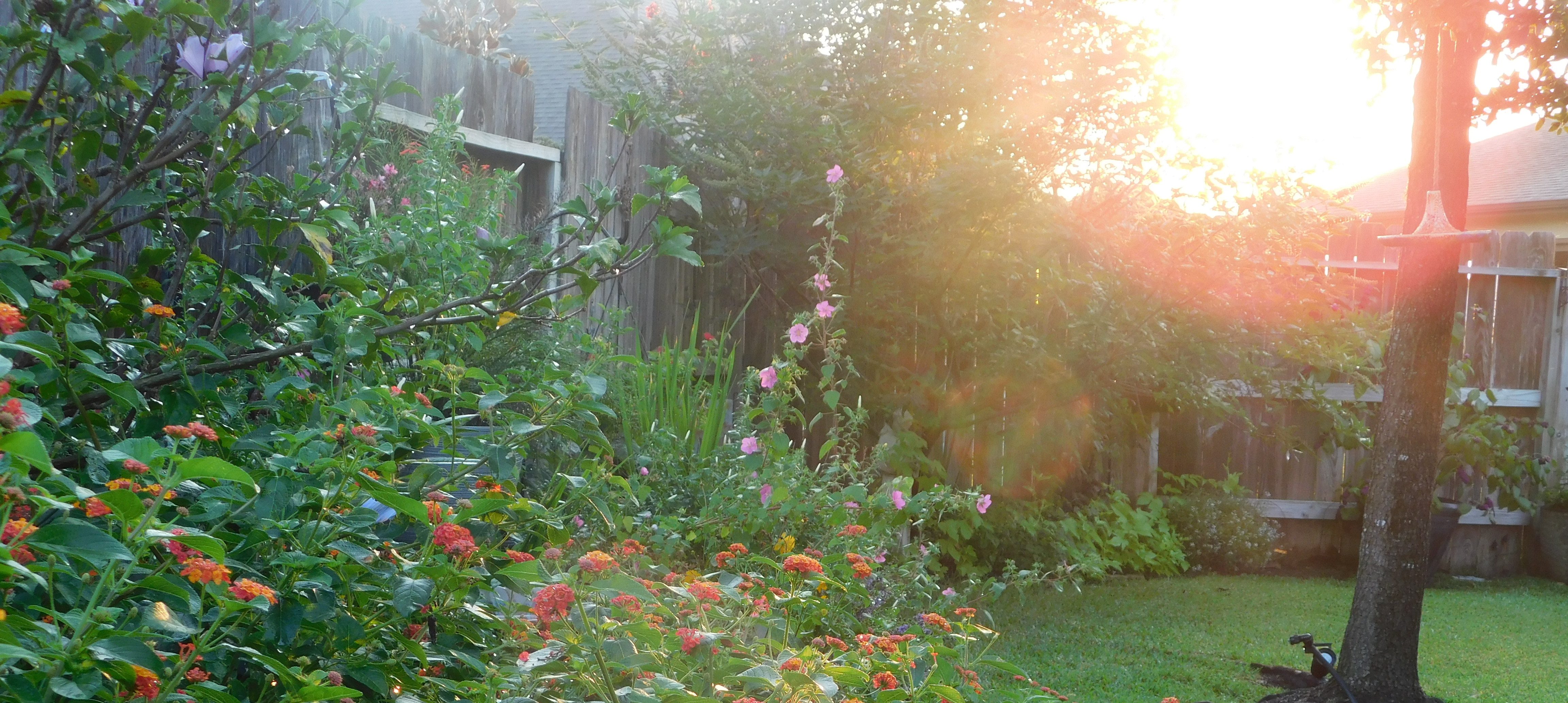 Morning in the Quiet Wild