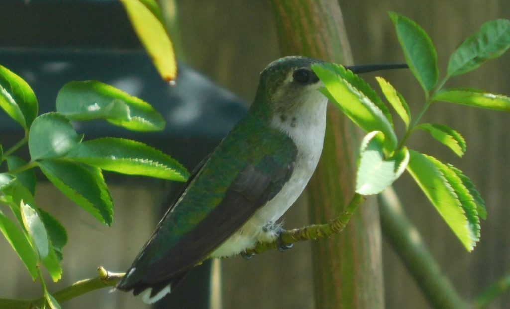 More Hummingbirds!