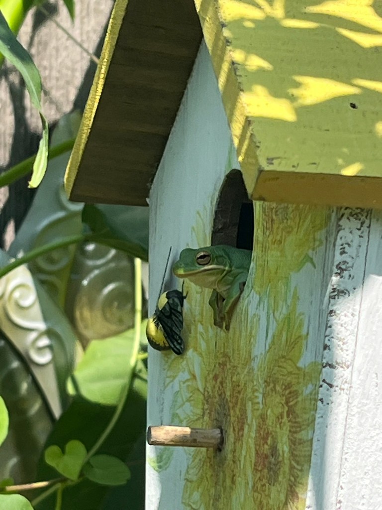Frog peeking out of bird house