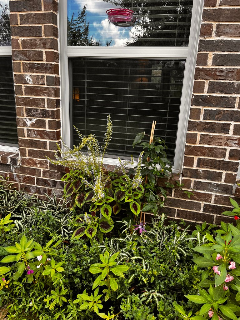 Bedroom window flower bed