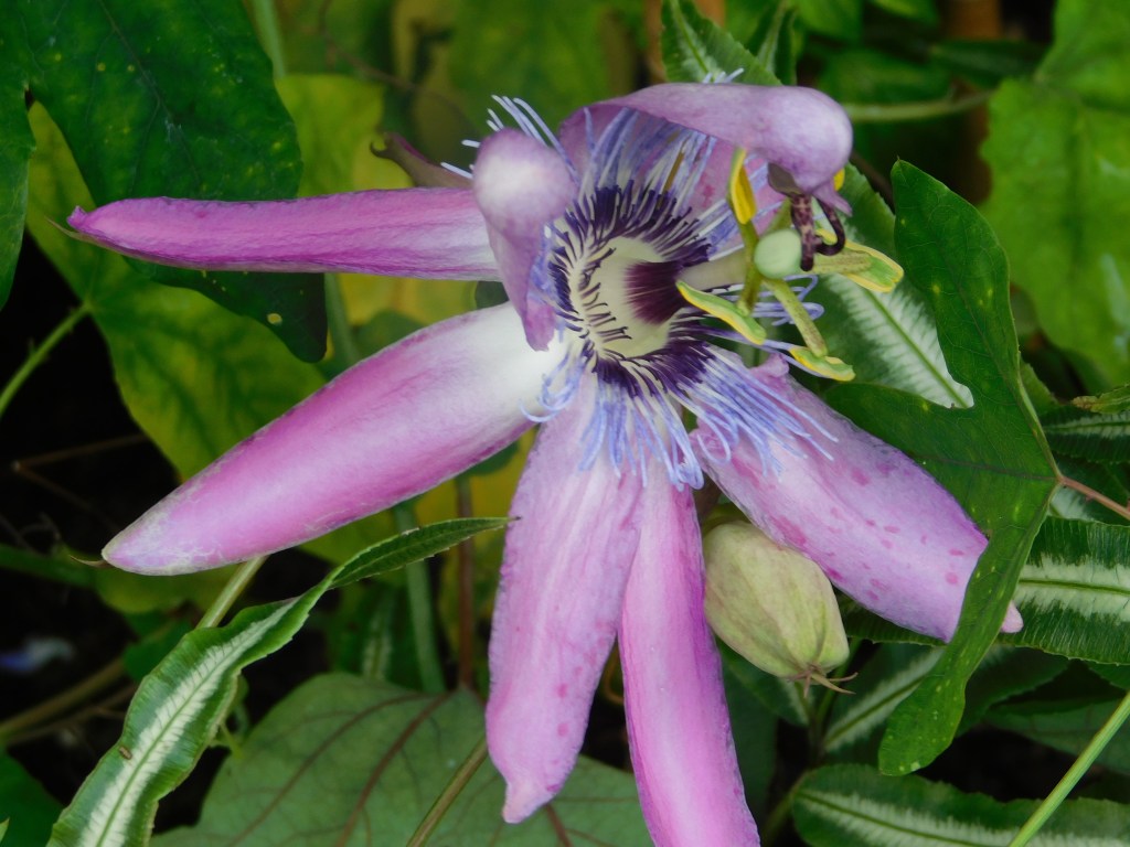 Passiflora bloom