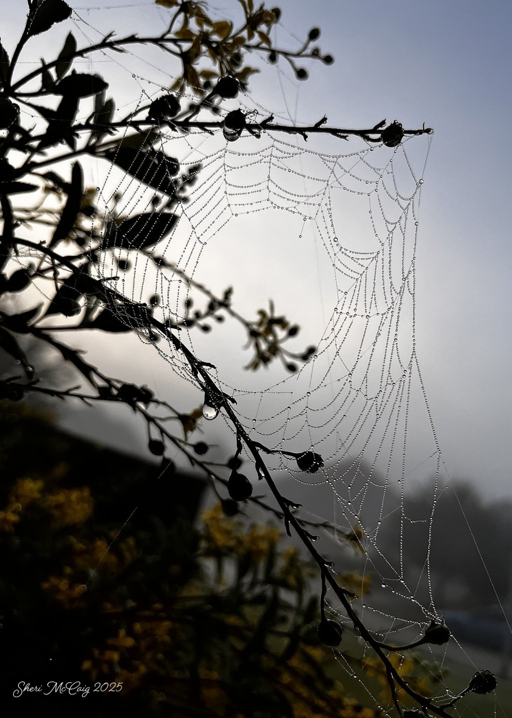 The Soggy Quiet&nbsp;Wild