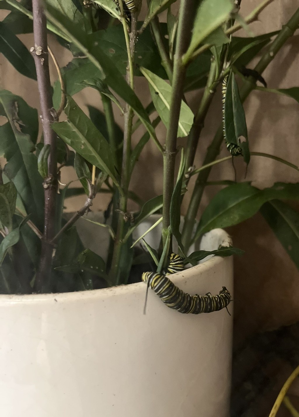 A cold snap in the quiet&nbsp;wild