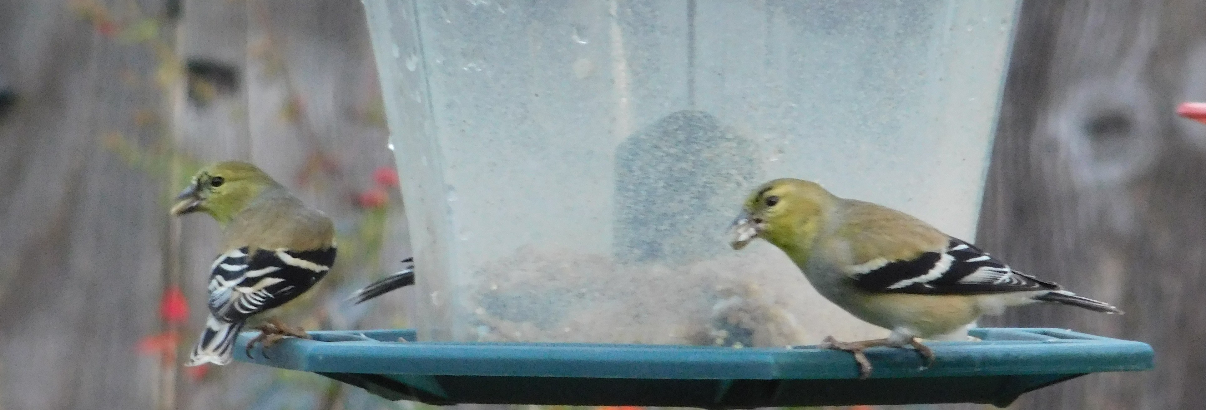 Goldfinches!