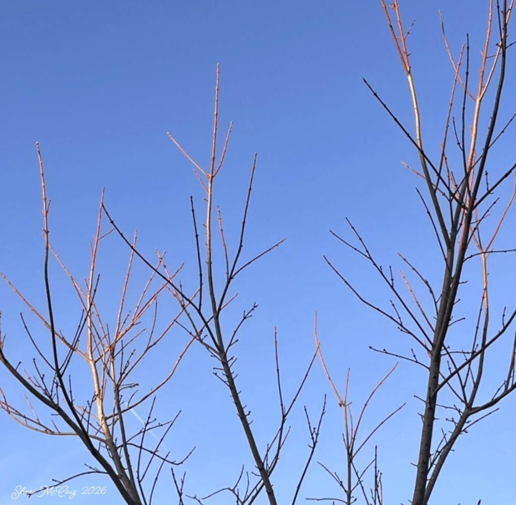 Winter in the Quiet Wild