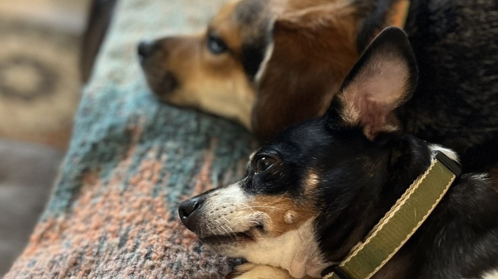 Domesticated animals in the quiet wild