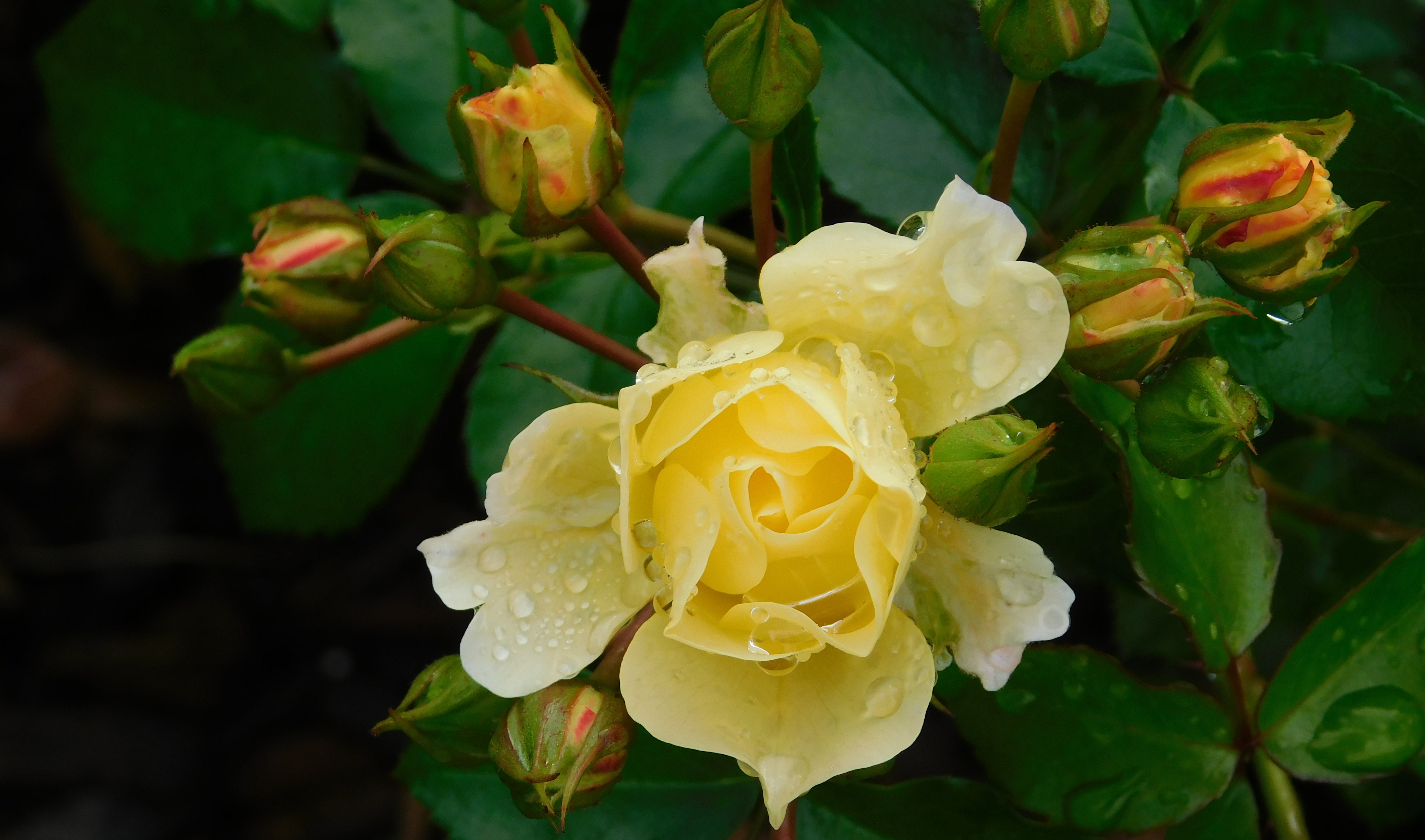 Everything is coming up Roses!