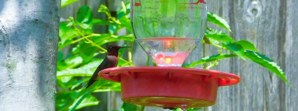 Hummingbird on feeder